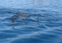 Delfine Ile aux Bénitiers - Ausflugsziele Mauritius