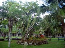 Botanischer Garten von Beau Bassin - Mauritius
