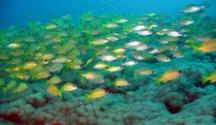 Fischschwarm Tauchschule Ticabo Flic en Flac Mauritius