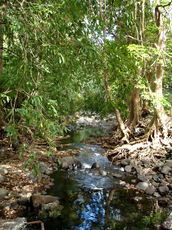 Wald Black River Georges Nationalpark Mauritius