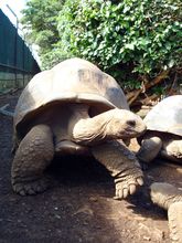 riesen schildkroeten casela nature and leisure park - Mauritius