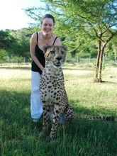 streichel einen gepard casela nature and leisure park mauritius