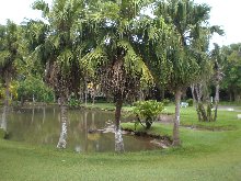 Botanischer Garten Curepipe