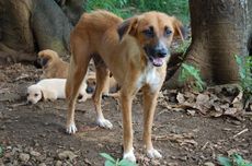 Adoption von Tieren PAWS - Tierschutz in Mauritius