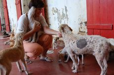 Tierheim von PAWS - Tierschutz in Mauritius