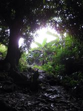 Umgebung der Rochester Falls Mauritius