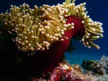 anemone tauchschule ocean spirit tauchen mauritius