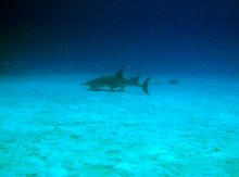 guitar shark tauchschule ocean spirit tauchen mauritius