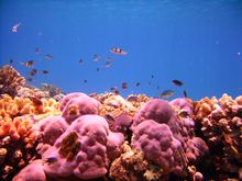 korallen tauchschule ocean spirit tauchen mauritius