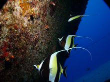 pavillon tauchschule ocean spirit tauchen mauritius