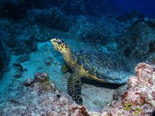 turtle tauchschule ocean spirit tauchen mauritius