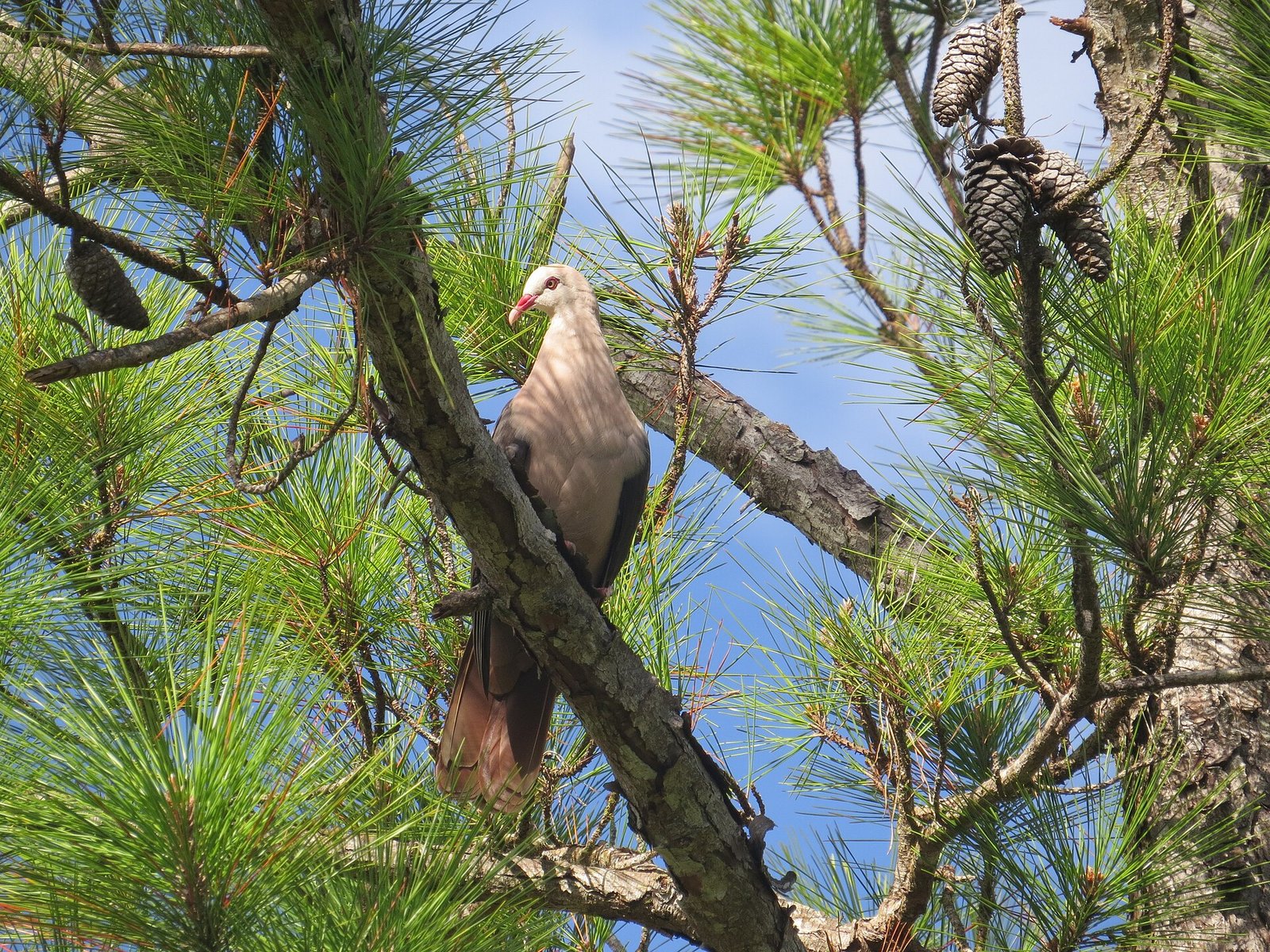 Rosentaube bei Le Pétrin, einer der geschützten endemischen Vogelarten