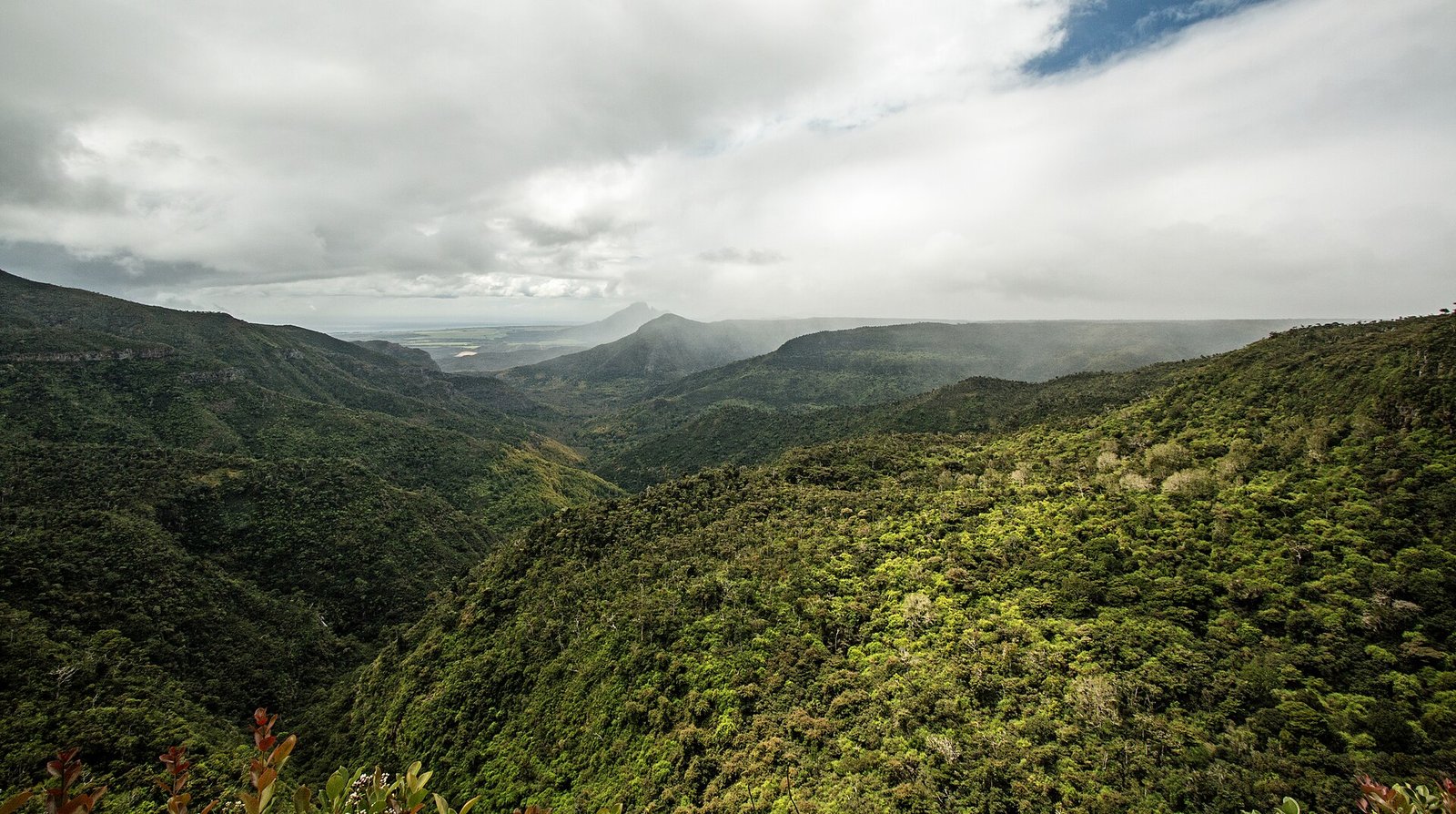 Blick vom Gorges Viewpoint über die bewaldete Schlucht