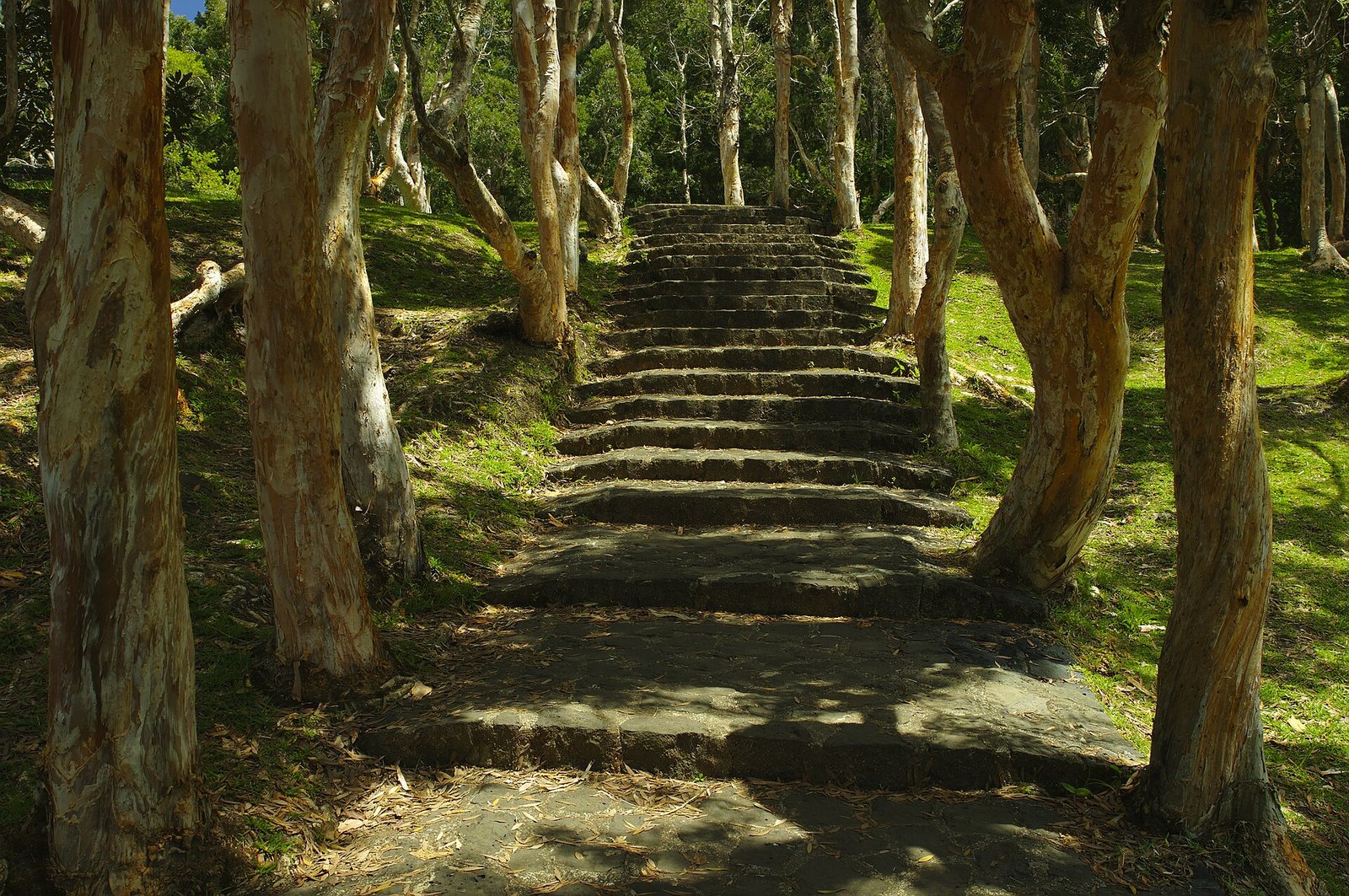 Waldweg mit Treppe im Black River Gorges Nationalpark