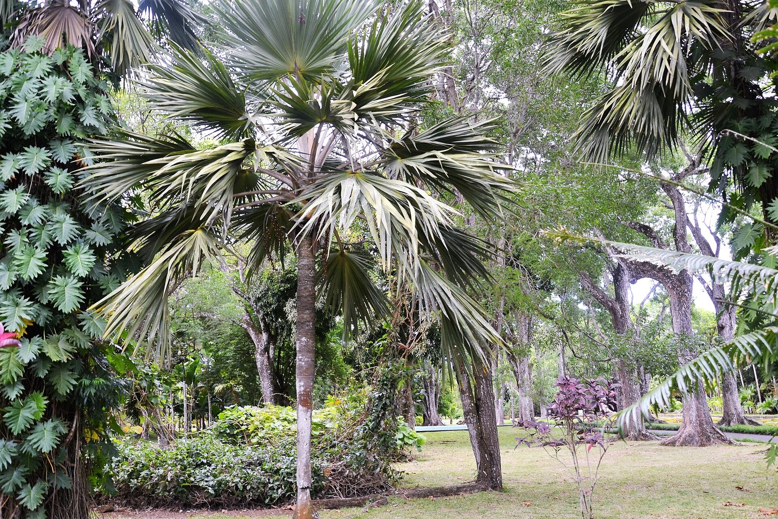 Palmen im Botanischen Garten von Pamplemousses