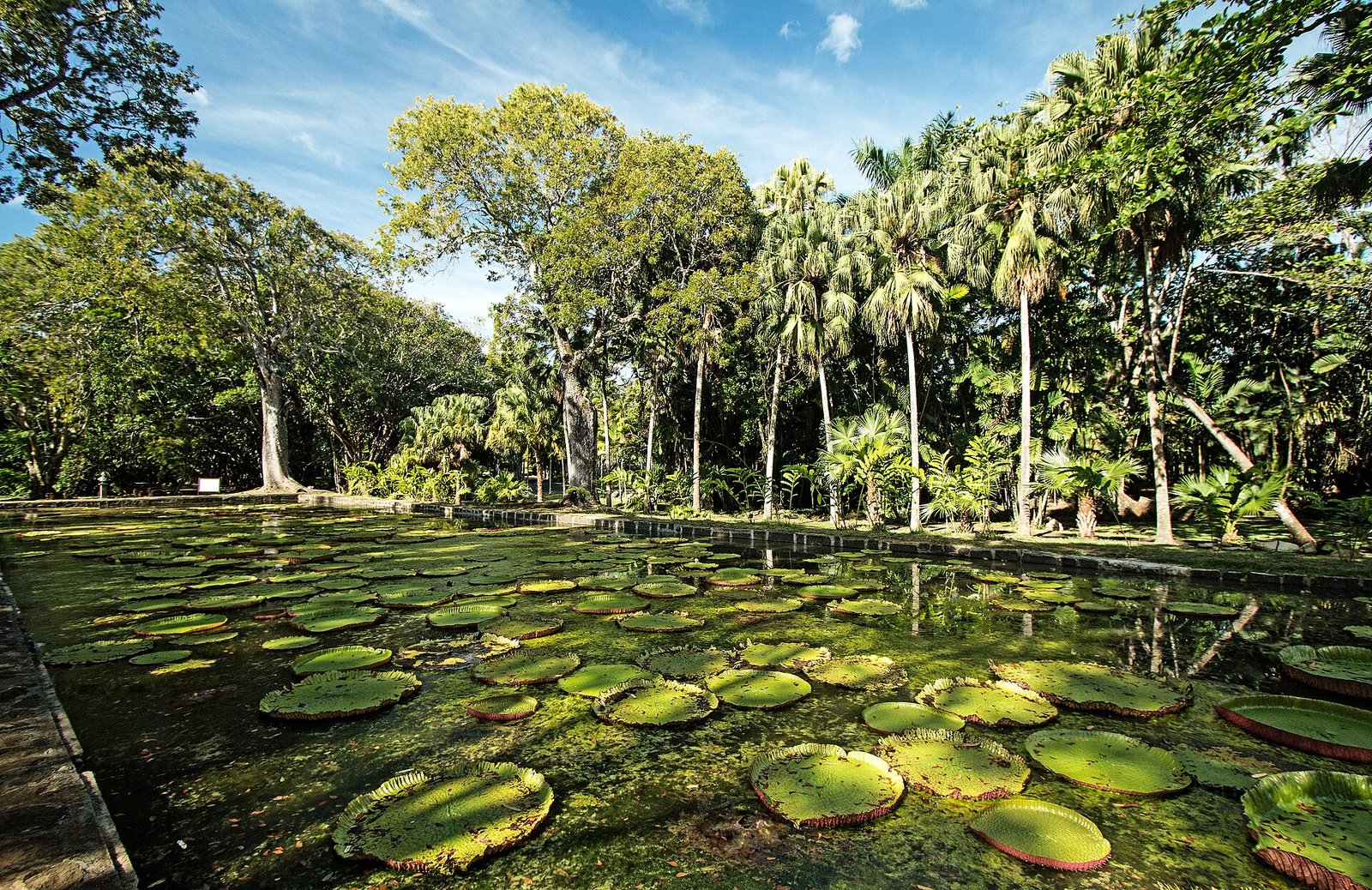 Teich mit Riesen-Seerosen im Botanischen Garten von Pamplemousses