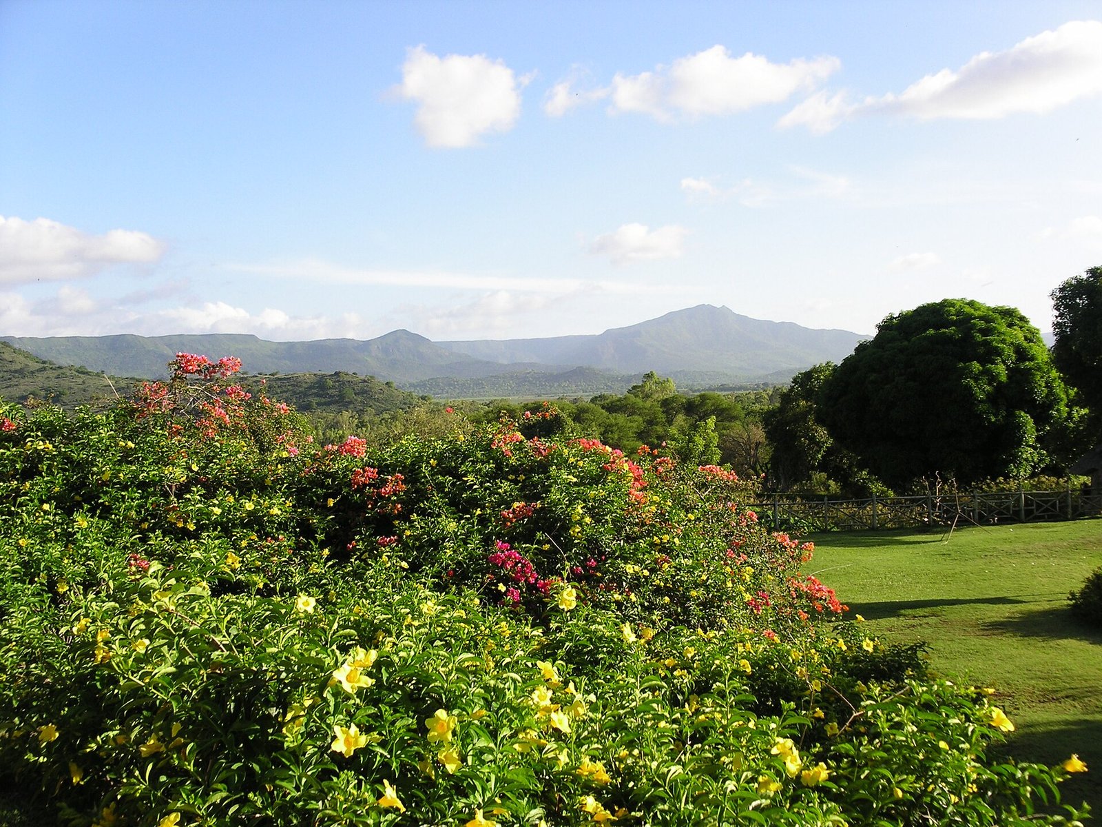 Blühende Büsche und Berge im Casela Nature Parks