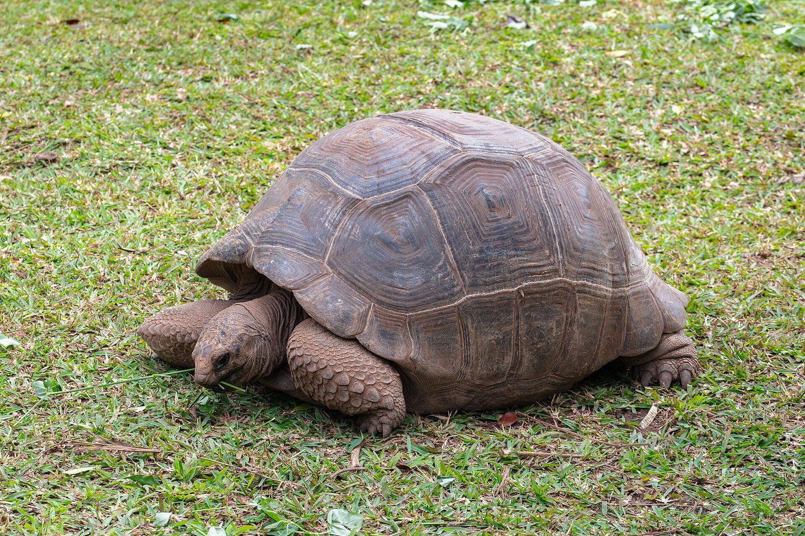 Aldabra-Riesenschildkröte auf Mauritius