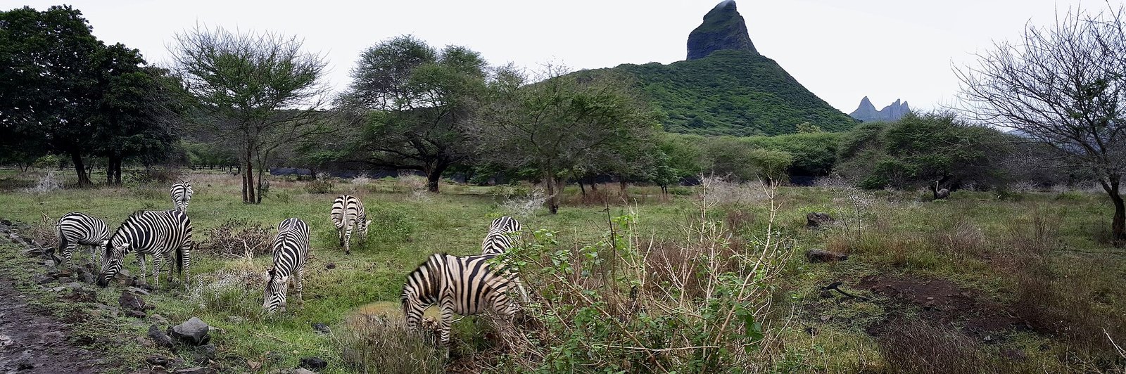 Zebras auf dem Safarigelände von Casela