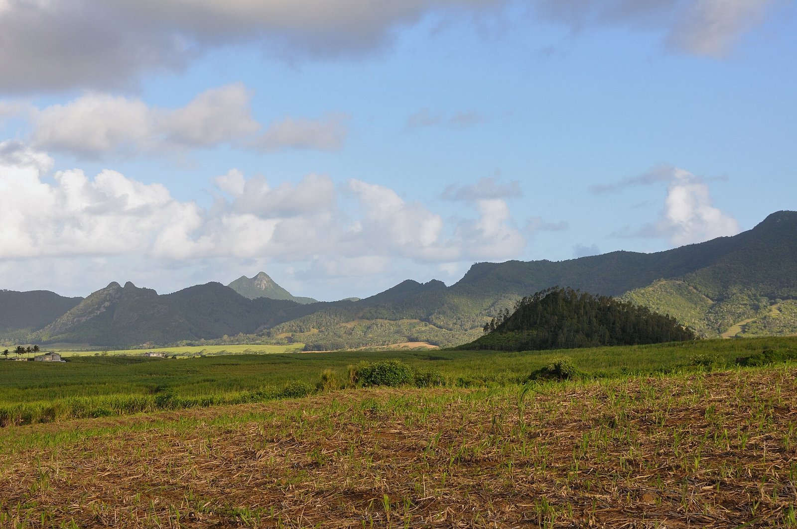 Hügel und Zuckerrohrfelder im Osten von Mauritius