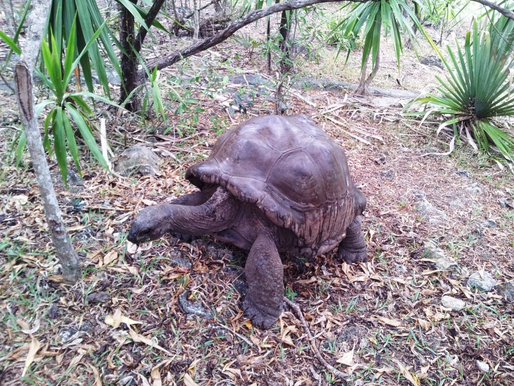Aldabra-Riesenschildkröte auf der Île aux Aigrettes