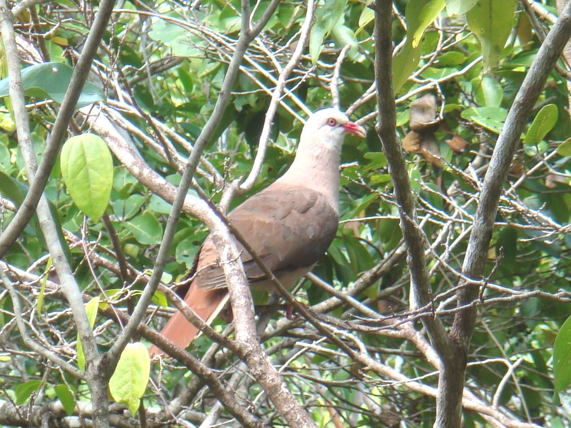 Rosentaube auf der Île aux Aigrettes