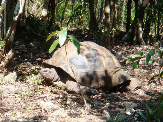 Aldabra-Riesenschildkröte im Wald der Île aux Aigrettes