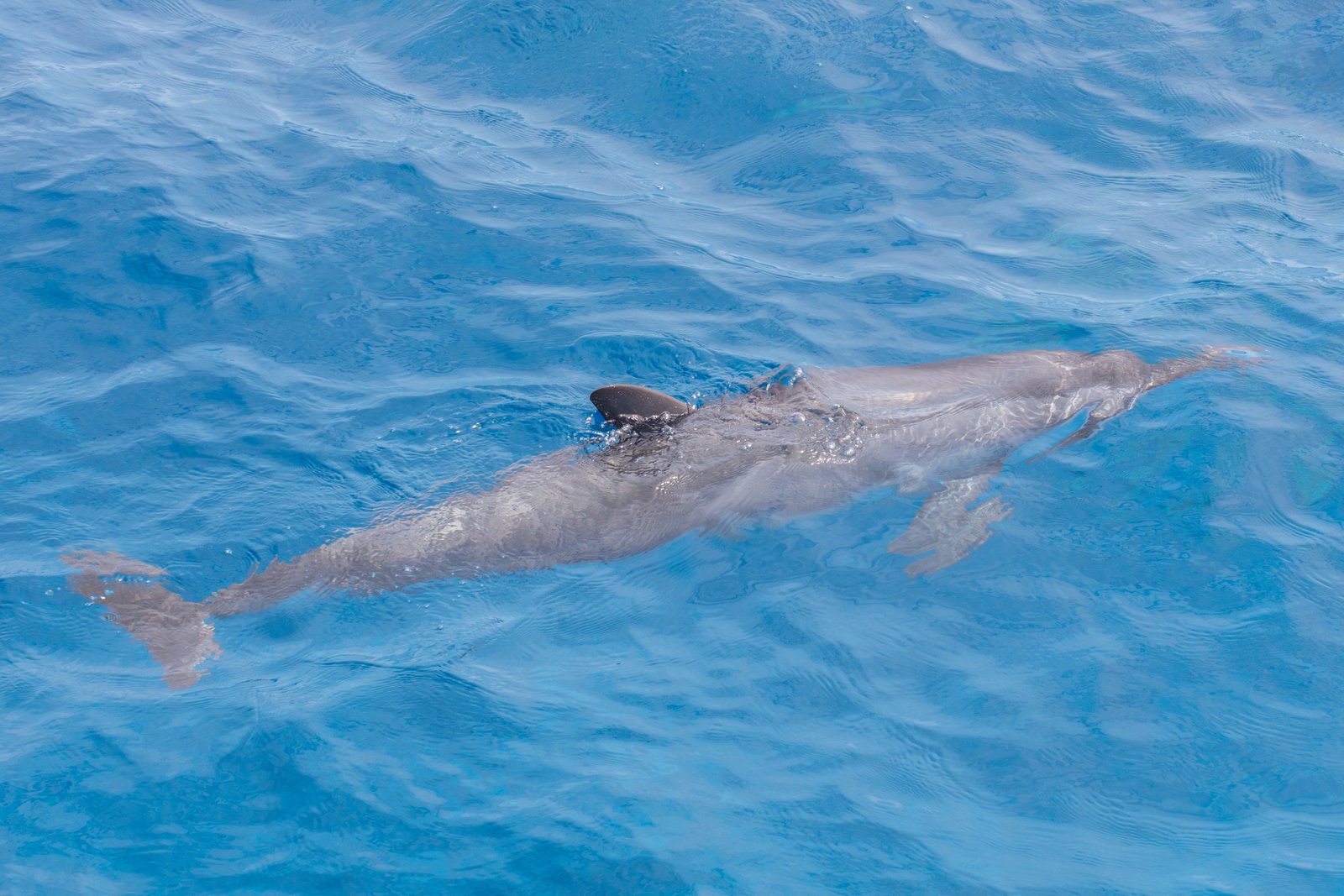 Ein Spinnerdelfin (Stenella longirostris) im Indischen Ozean