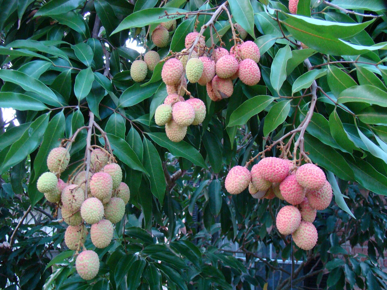 Litschis am Baum auf Mauritius