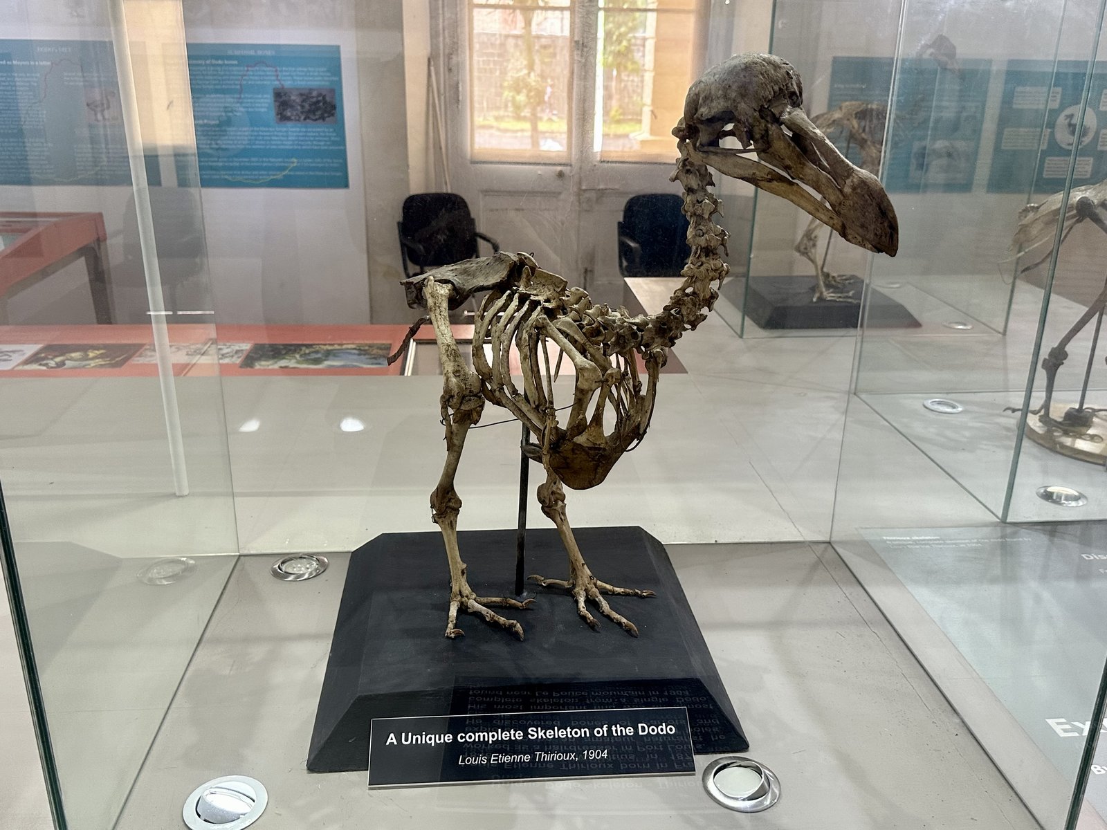 Skelett eines Dodos im Dodo-Raum des Museums
