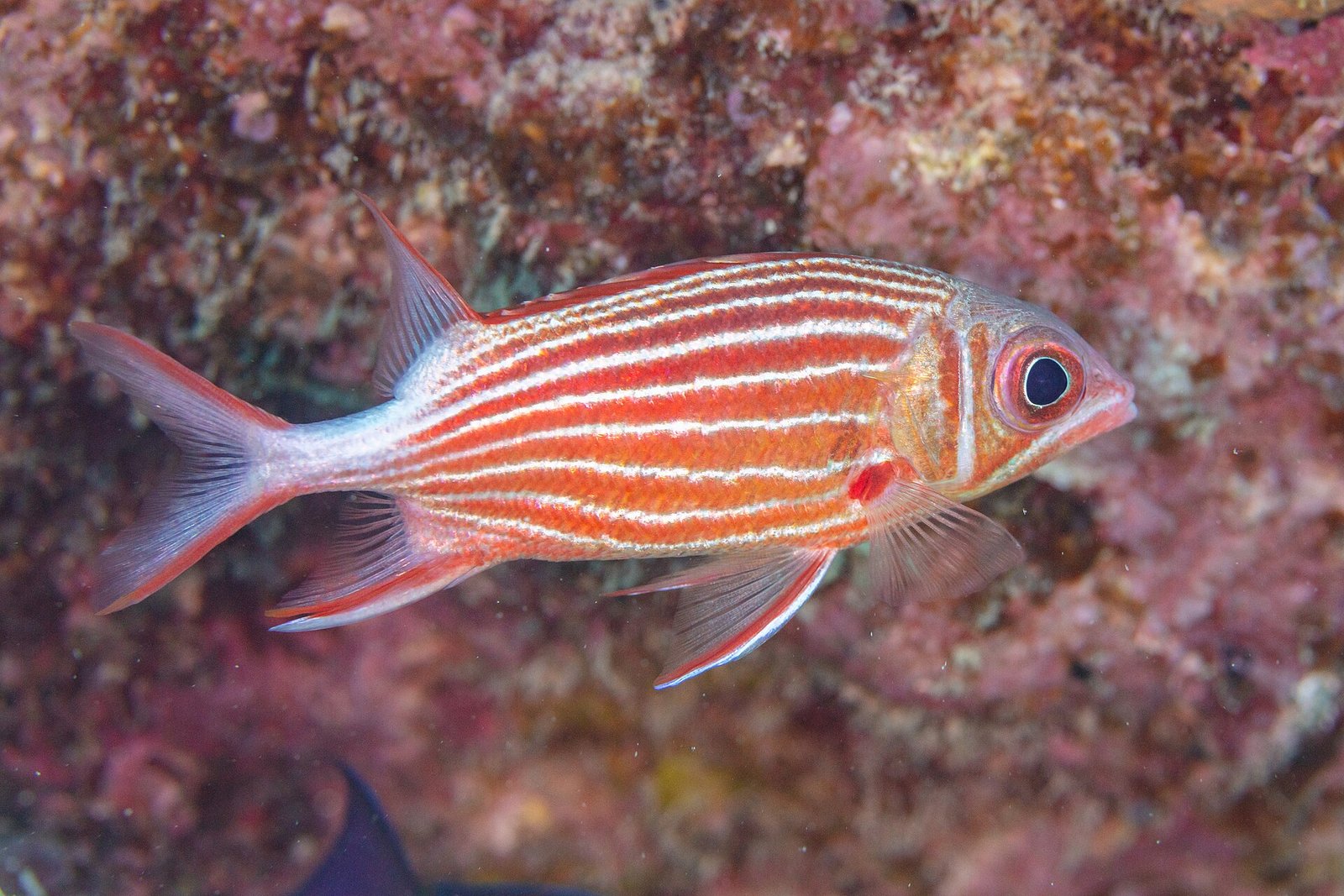 Ein Soldatenfisch (Sargocentron diadema) am Riff vor Mauritius