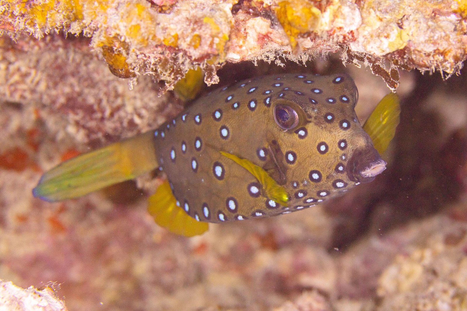 Ein Gelber Kofferfisch (Ostracion cubicum) am Riff vor Mauritius