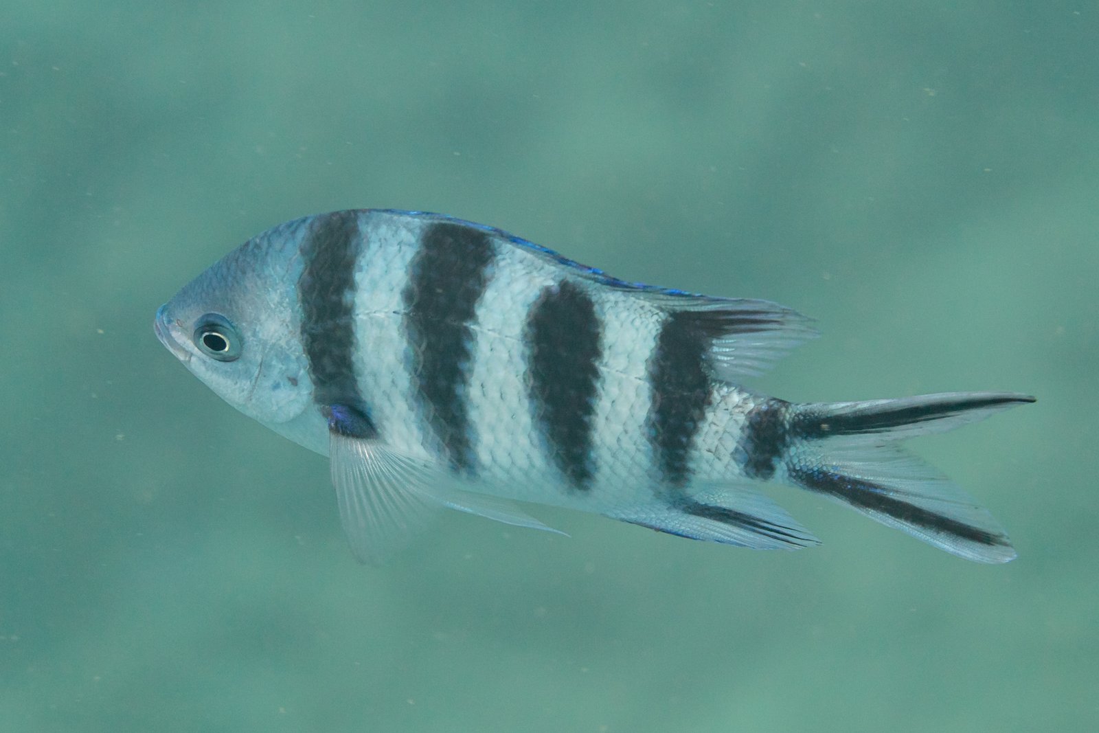 Sergeantenfisch (Abudefduf sexfasciatus), ein häufiger Riffbewohner