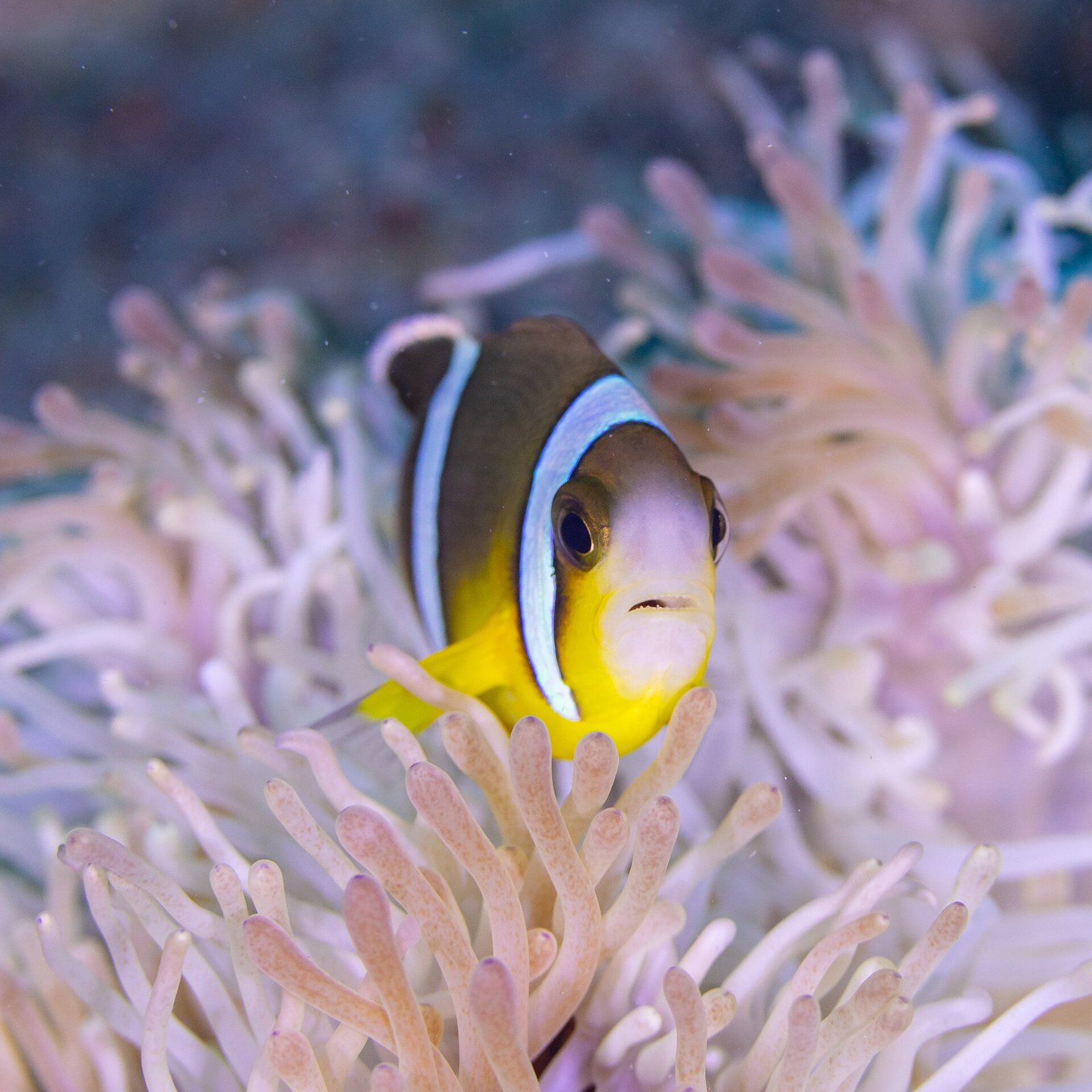 Mauritius-Anemonenfisch (Amphiprion chrysogaster) in einer Prachtanemone