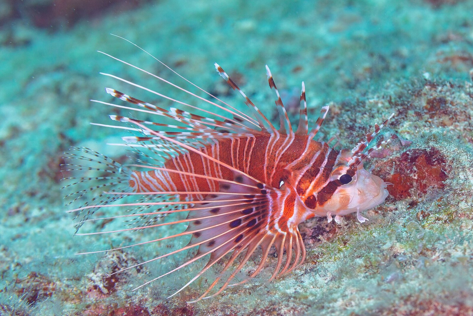 Antennen-Feuerfisch (Pterois antennata) auf dem Riff