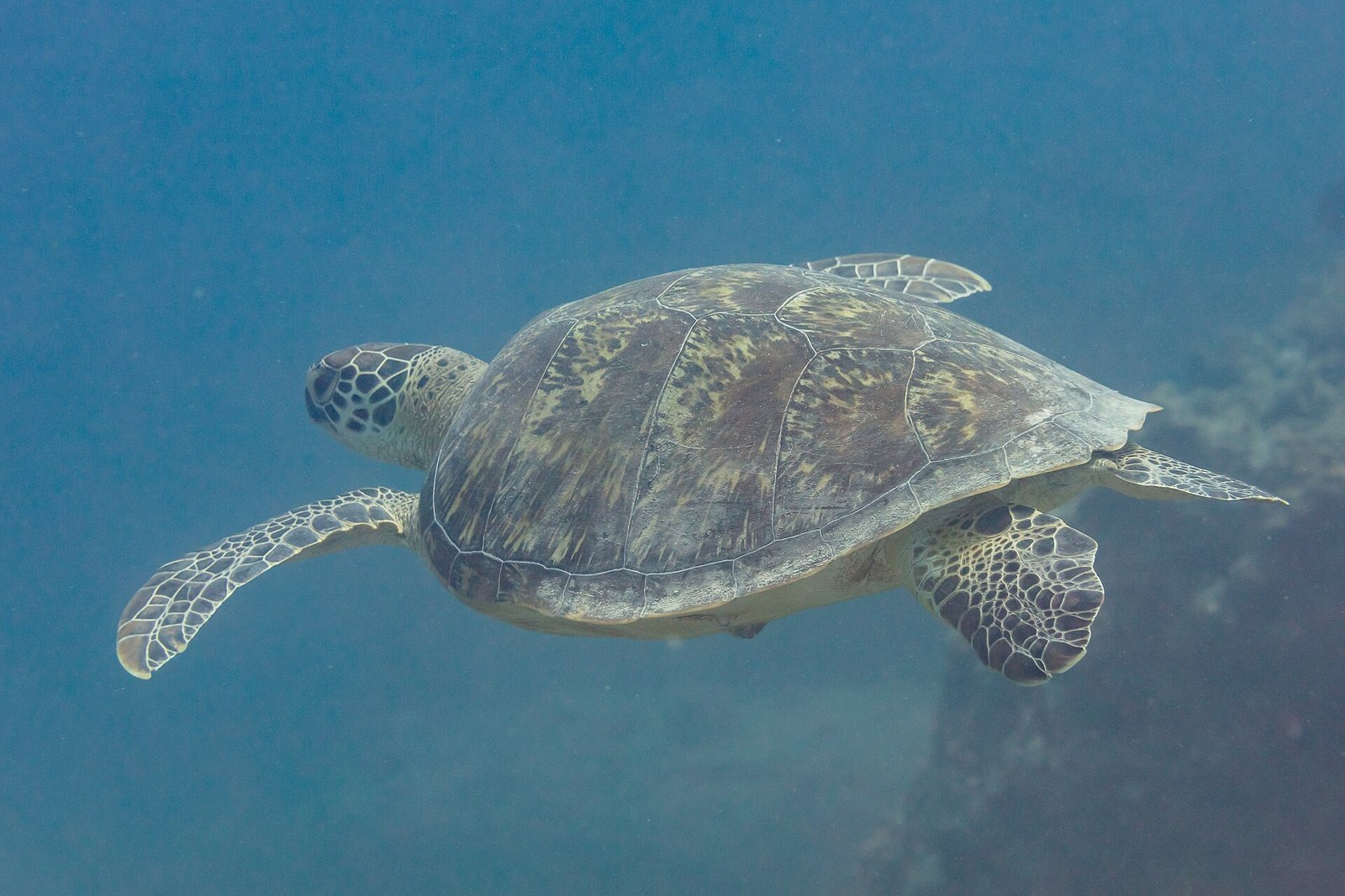 Grüne Meeresschildkröte (Chelonia mydas)